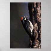 Acorn Woodpecker Poster (Voorkant)