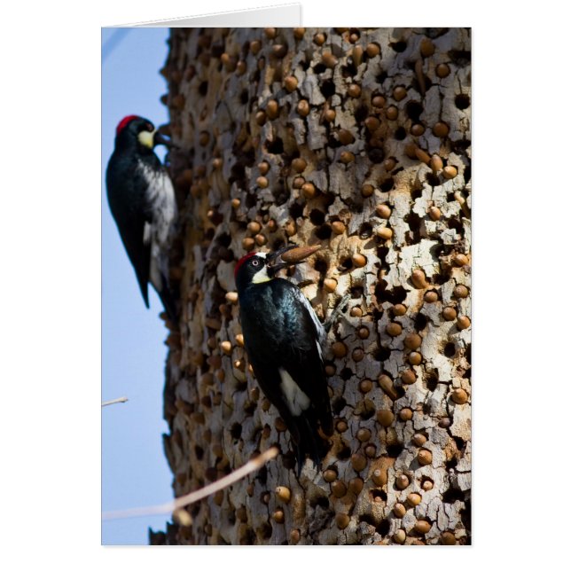 Acorn Woodpeckers (Voorkant)