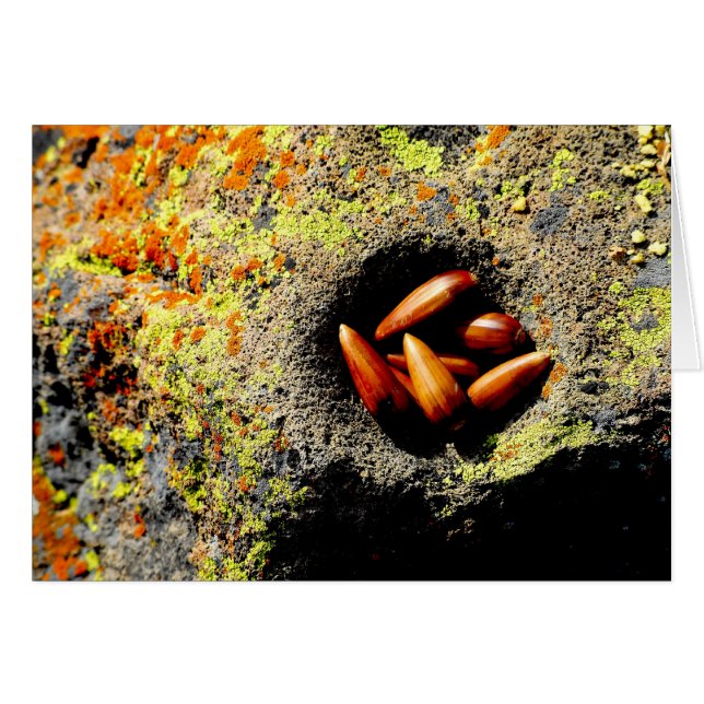 Acorns (Voorkant Horizontaal)