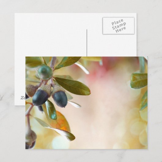 Acorns Briefkaart (Voorkant / Achterkant)