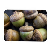 Acorns Magnet Magneet (Horizontaal)