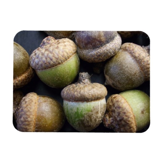 Acorns Magnet Magneet (Horizontaal)