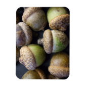 Acorns Magnet Magneet (Verticaal)