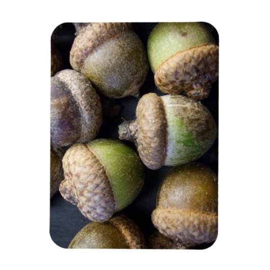 Acorns Magnet Magneet (Verticaal)