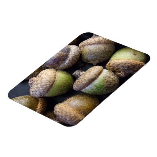 Acorns Magnet Magneet (Linkerzijde)