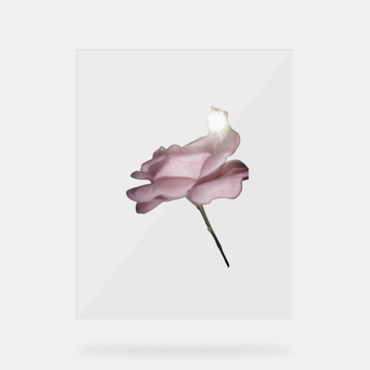 ACRYL TEKEN ROOS ONTWERPSTIJL BORD (Voorkant)