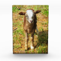 Acrylfotoblok van 5 x 7 inch | | Scout Lambie