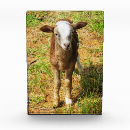 Acrylfotoblok van 5 x 7 inch | | Scout Lambie Fotoblokken