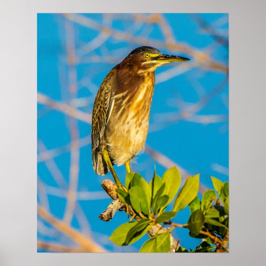 Act Natural 16 x 20 Poster (Voorkant)