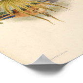 Actenoides Concretus Kingfisher Bird Poster (Hoek)