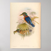 Actenoides Concretus Kingfisher Bird Poster (Voorkant)