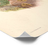 Actenoides Hombroni Kingfisher  vogels Poster (Hoek)