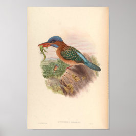 Actenoides Hombroni Kingfisher vogels Poster
