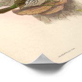 Actenoides Lindsayi Kingfisher  vogels Poster (Hoek)