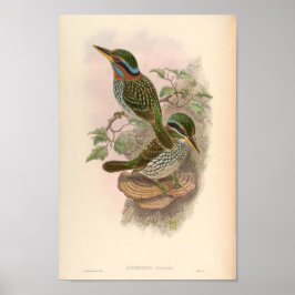 Actenoides Lindsayi Kingfisher vogels Poster