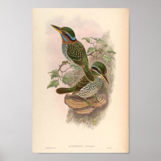 Actenoides Lindsayi Kingfisher  vogels Poster (Voorkant)