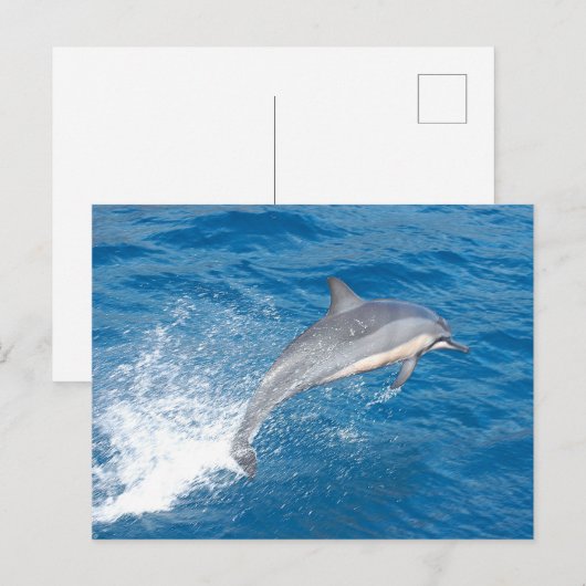 Actiefoto van dolfijnenspringen op Hawaï Briefkaart (Voorkant / Achterkant)