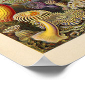  Actiniae Color Ernst Haeckel Art Print (Hoek)