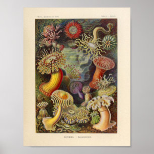  Actiniae Color Ernst Haeckel Art Print