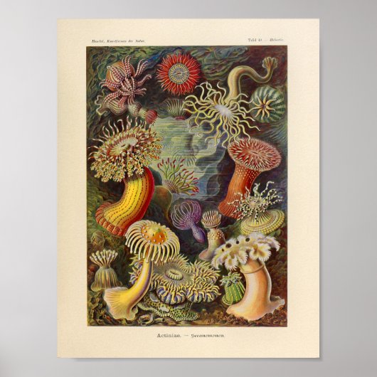  Actiniae Color Ernst Haeckel Art Print (Voorkant)