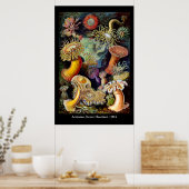 Actiniae door Ernst Haeckel Poster (Keuken)