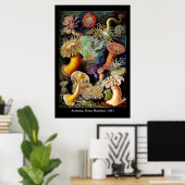 Actiniae door Ernst Haeckel Poster (Thuiskantoor)