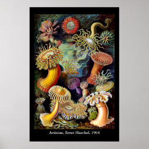 Actiniae door Ernst Haeckel Poster
