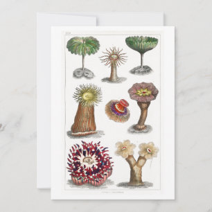 Actiniae , science, ernst haeckel, biologie kaart