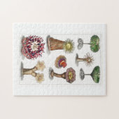 Actiniae , science, ernst haeckel, biologie legpuzzel (Horizontaal)