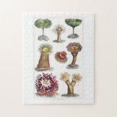 Actiniae , science, ernst haeckel, biologie legpuzzel (Verticaal)