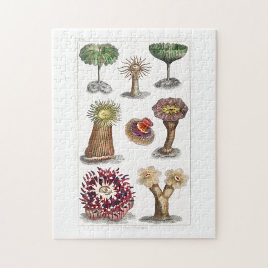 Actiniae , science, ernst haeckel, biologie legpuzzel (Verticaal)