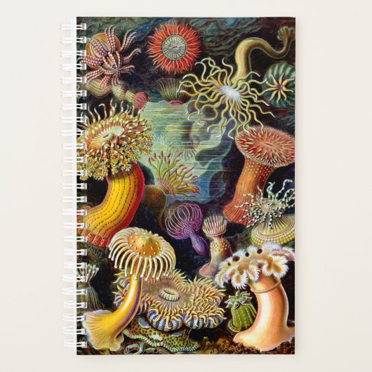 Actiniae van Ernst Haeckel Planner (Voorkant)