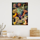 Actiniae van Ernst Haeckel Poster (Keuken)