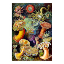 Actiniae van Ernst Haeckel