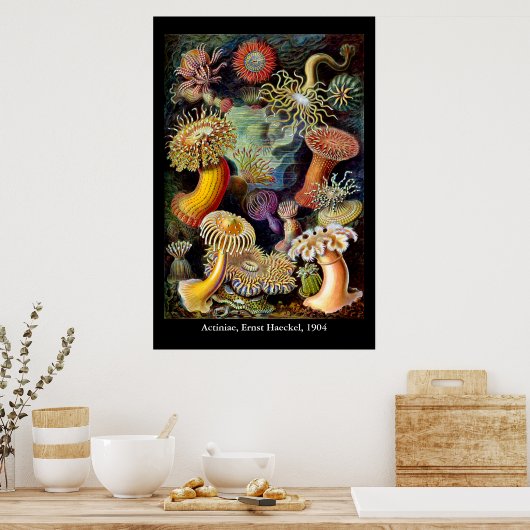 Actiniae van het Poster Ernst Haeckel (Keuken)