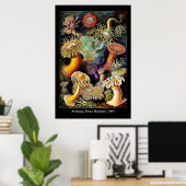 Actiniae van het Poster Ernst Haeckel (Thuiskantoor)