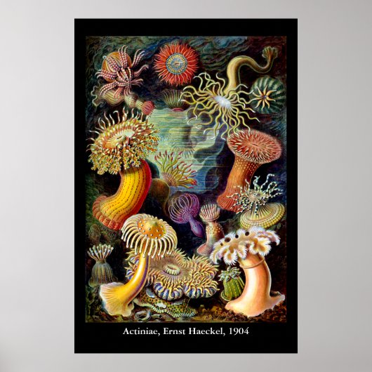 Actiniae van het Poster Ernst Haeckel (Voorkant)