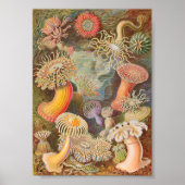 Actiniae Zee Anemones (Ernst Haeckel) Poster (Voorkant)