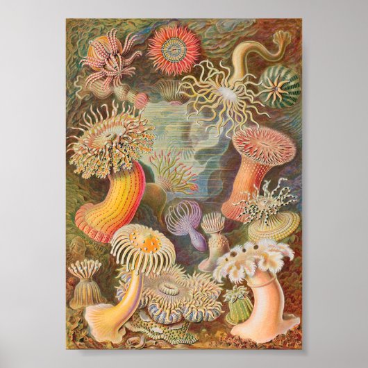 Actiniae Zee Anemones (Ernst Haeckel) Poster (Voorkant)