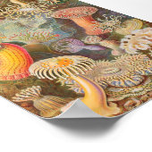 Actiniae Zee Anemones (Ernst Haeckel) Poster (Hoek)
