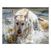 Active Gele Labrador Splashing: Pet Photography Foto Afdruk (Voorkant)