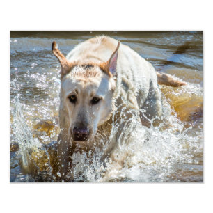Active Gele Labrador Splashing: Pet Photography Foto Afdruk