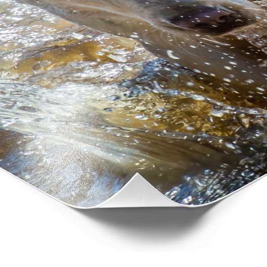 Active Gele Labrador Splashing: Pet Photography Foto Afdruk (Hoek)