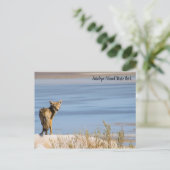 Activiteiten in de omgeving van Antelope Island St Briefkaart (Staand voorkant)