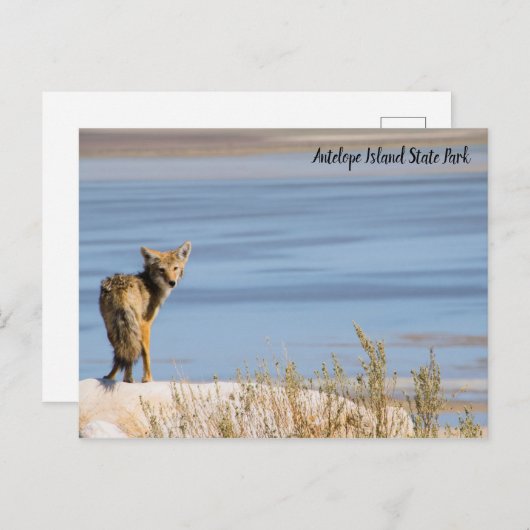 Activiteiten in de omgeving van Antelope Island St Briefkaart (Voorkant / Achterkant)