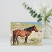 Activiteiten in de omgeving van Bay Corolla Stalli Briefkaart (Staand voorkant)