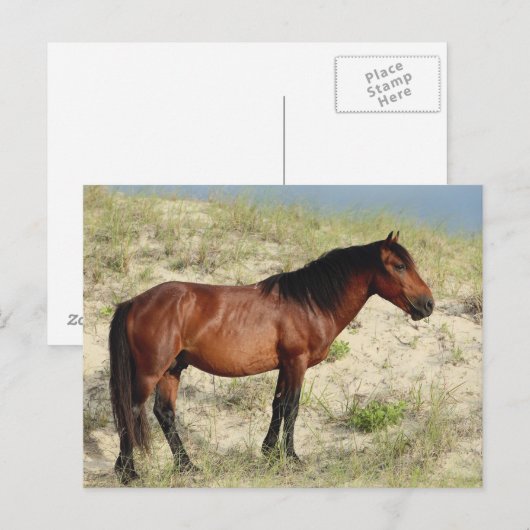 Activiteiten in de omgeving van Bay Corolla Stalli Briefkaart (Voorkant / Achterkant)