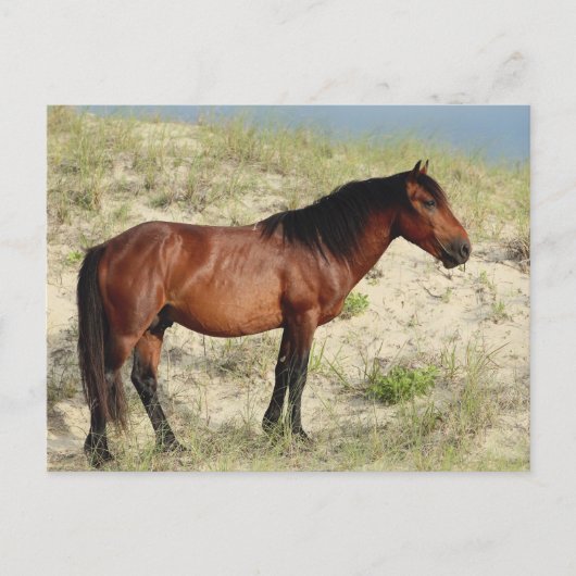 Activiteiten in de omgeving van Bay Corolla Stalli Briefkaart (Voorkant)