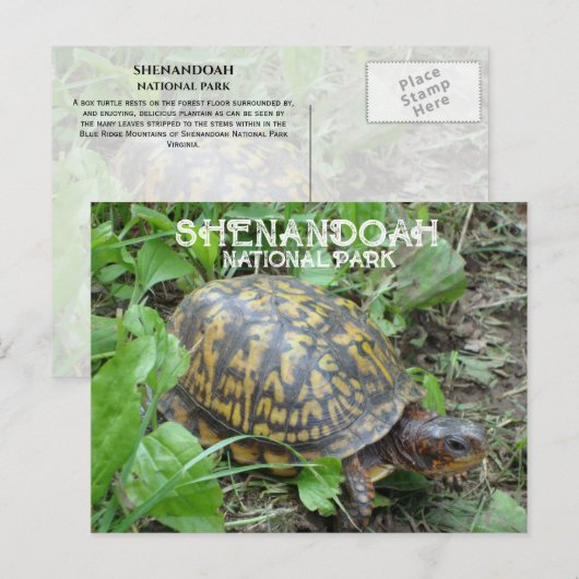 Activiteiten in de omgeving van Box Turtle Munchin Briefkaart (Voorkant / Achterkant)