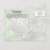 Activiteiten in de omgeving van Box Turtle Munchin Briefkaart (Achterkant)